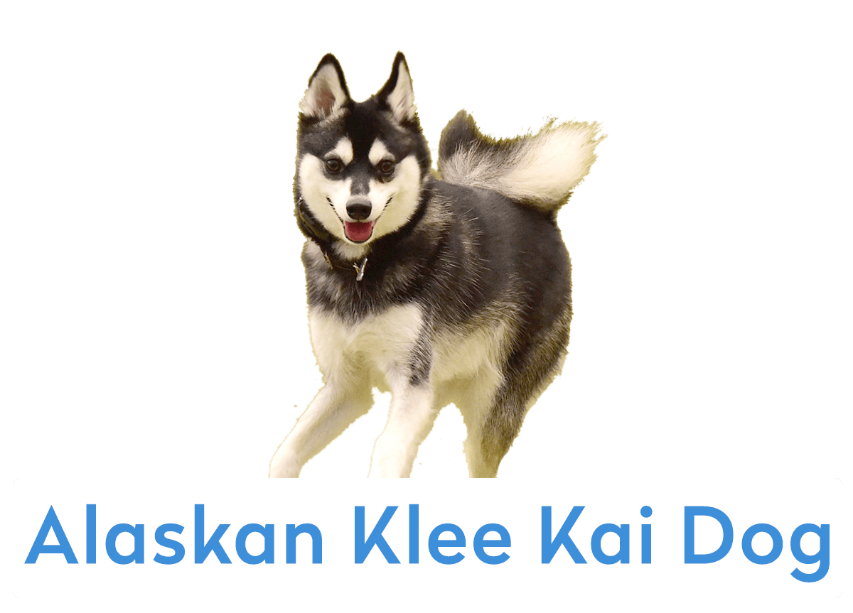 Last Detailed Facts About Alaskan Klee Kai Dog Breed Pets for Sale